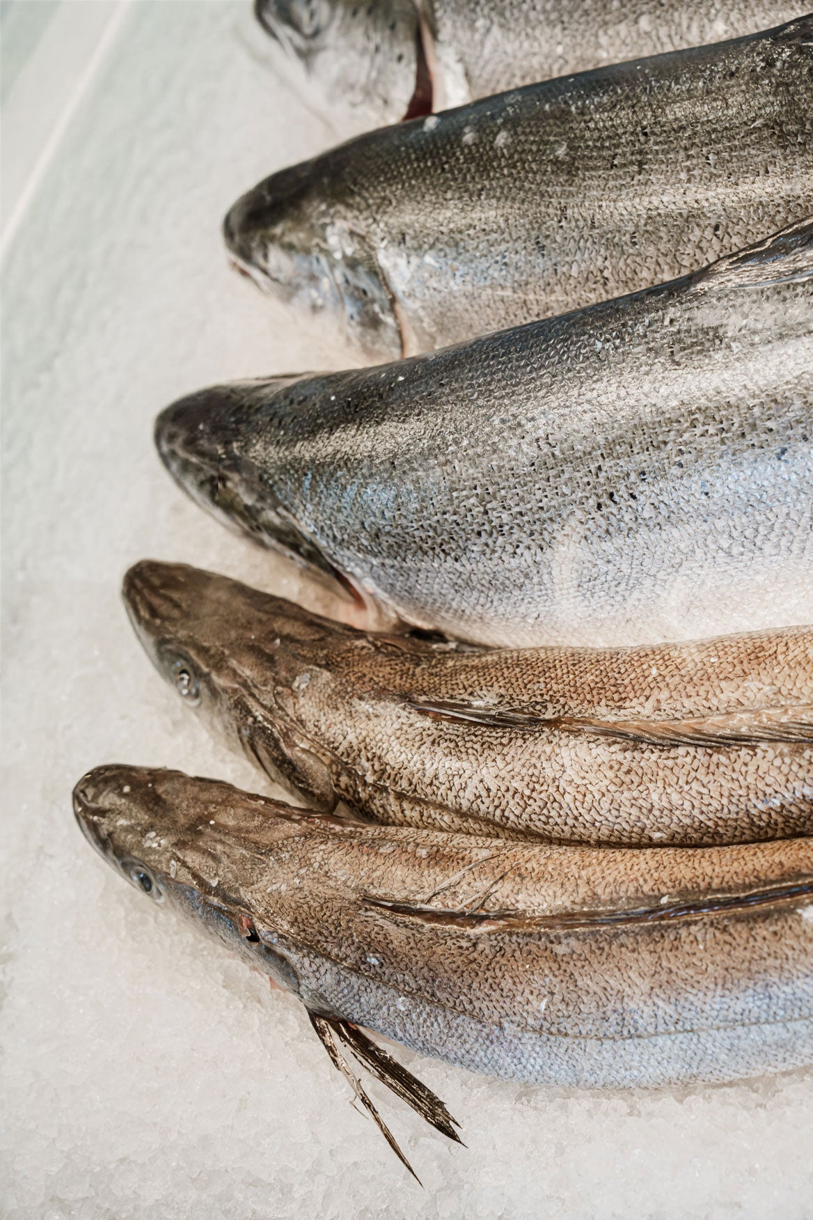 THE FISHMONGER